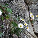 고제면 봉계리 이미지