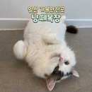 대일목장 | 일산고양이카페 냥떼목장 : 일산데이트코스, 아이랑 가볼만한곳 추천후기