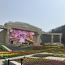 에버랜드 산리오 튤립축제 후기(포토스팟, 사진 꿀팁 포함)