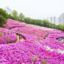 4월 전국 철쭉 축제 일정 총정리 이미지