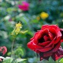 장미공원B 이미지