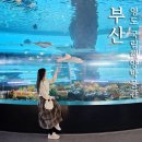 세계조개박물관 | 부산 국립 해양박물관 영도 데이트 가볼만한곳