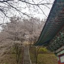 의령 보천사지 승탑 | [의령아이랑]경남 의령미래교육원 근처 수암사 숨은 이색 벚꽃명소 벚꽃길 부부데이트, 보천사지 삼층석탑