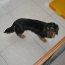 허동물병원 이미지