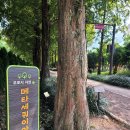우로지 자연숲 공원(메타세쿼이아길) | 영천 우로지 자연숲 메타세쿼이아길