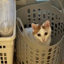 가곡강변로 | 26년도에 쓰는 25년 11월의 일상..ㅋ