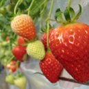 영제농장 이미지