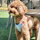 바잇미 | 강아지하네스 바잇미 컴포트 하네스 V2 사용 후기