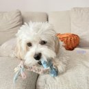 퍼피모리 이미지