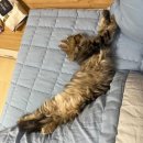 예주라이온스 | 나는 이제 뽀로로도 못 된다 노는 게 아니라 눕는 게 제일 좋기 때문이다