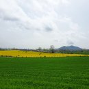 (주)청보리 Daum카페