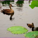 (주)산우 Daum카페
