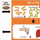 ★밀가루 과다섭취 ‘마른 비만’ 초래…‘대사성 질환’ 유발 이미지