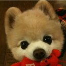 예쁜강아지 이미지