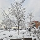 타이어테크 송도점 | 한국뉴욕주립대학교 입학&amp;인식 후기(재학생 부모)