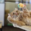 고양이 행복 쉼터 이미지