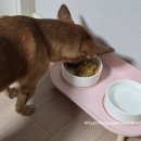 망고쿠로 이미지