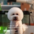 이개 내고양이 이미지