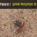채사농장 네이버블로그