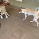 슈라즈하우스 이미지