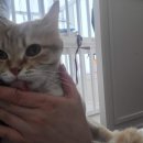 누리애견미용 이미지