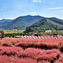 핑크뮬리 이미지