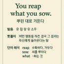 주말엔 영어 속담 "You reap what you sow." 이미지