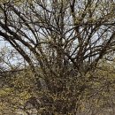 주읍리산수유꽃마을 이미지