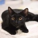 우다닥 고양이호텔 이미지