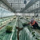 강화섬농장 이미지