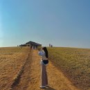 장은리1농장 | 2월 국내여행지 보령 가볼만한 곳 청보리밭 우유창고천북굴단지 보령해저터널