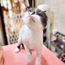 뜰안에냥 이미지