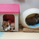 짱구애견하우스 이미지