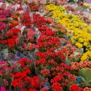 경기꽃화훼 이미지