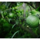 선배네농장 이미지