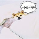 유림이불