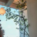 구름카츠부천점 | 신중동 맛집 국내 유일 미소카츠 파는 곳 카산도 부천현대중동점