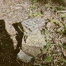 시인의 뜰 | 공주 여행 후기｜공산성·미르섬·나태주골목길·피탕김탕·사계반상·루치아의 뜰까지 1박2일 완벽정리!