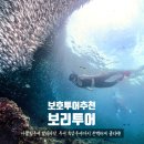 보홀 투어 추천 나팔링 발리카삭 육상투어( 초코릿힐 로북강 ICM몰) 보리투어