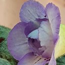 타우르스 이미지