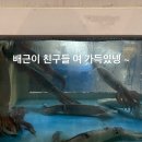 구룡포산오징어회식당