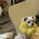 애견&만들기 | 커플 원데이클래스 애견동반 모루인형 만들기 후기