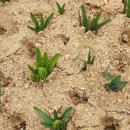 팔도 밥상 이미지