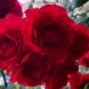 최강 한화 / 비오 김종륭 이미지