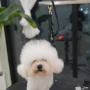대구애견미용 강아지호텔 모여라솜뭉치 이미지