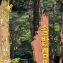 솔밭 씨푸드 | 계곡 캠핑장 추천, 영월 솔밭캠프장 계곡 바로 앞 사이트 명당 솔직 후기