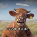 소의 운명 웃푼 영상 이미지