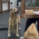 가나유치원 | 해운대 디엔씨펫푸드 무인매장 후기 | 반려견 용품과 댕굴댕굴 미용 · 놀이터 · 호텔 · 유치원 까지