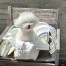 아투스 | 강아지 가방 이동가방 여름 기내용 애견가방 아투스모멍트