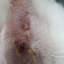 동탄24시동물의료센터 이미지